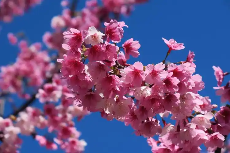 新北市淡水天元宫三色樱开满山坡, 一片粉红花海美呆|三色|樱花|天元