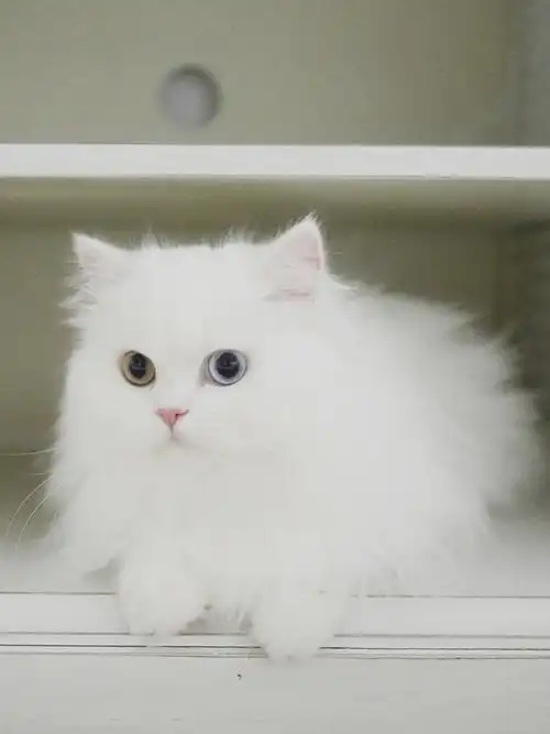 雪白的小喵仔