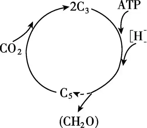 [2015·安徽卷] 图t4­1为大豆叶片光合作用暗反应阶段的示意