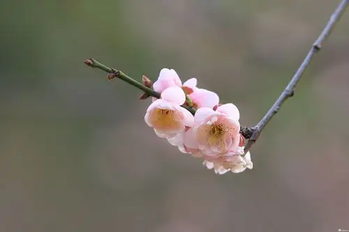 冬临深圳梅花欢喜满天雪南国盛开更醉人