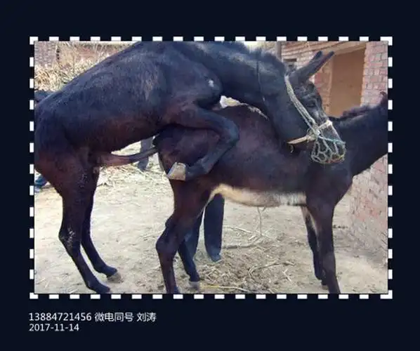 肉驴繁育之种公驴的饲养管理技术