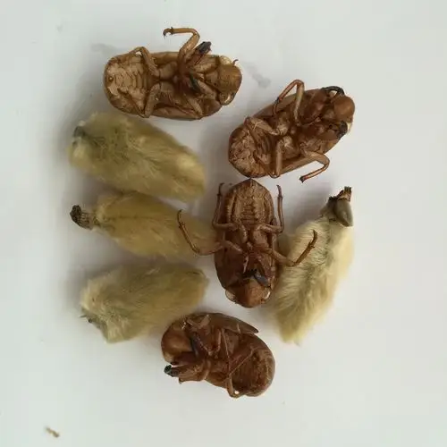 老北京毛猴手工制作材料蝉蜕头肢辛夷花蝉蜕完整组合10套包邮