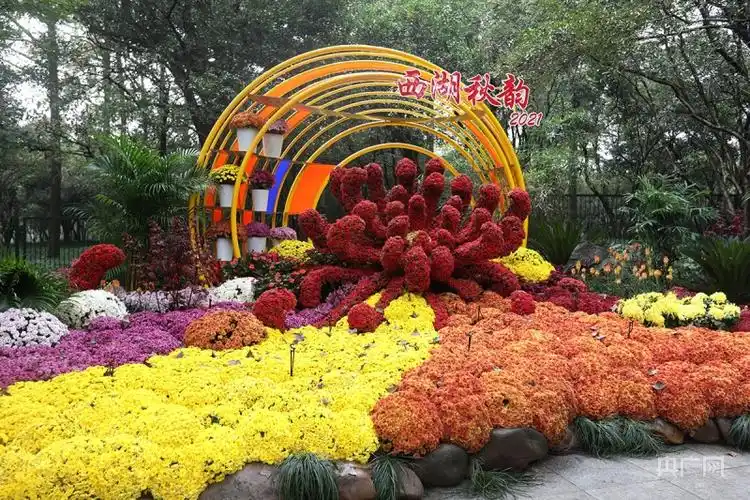 800余种彩菊争芳艳 长三角菊花精品展在杭州开幕