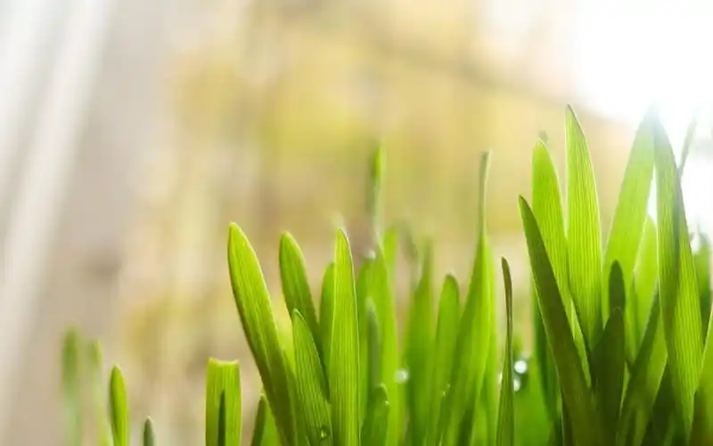 大自然里的清新绿色植物图片壁纸