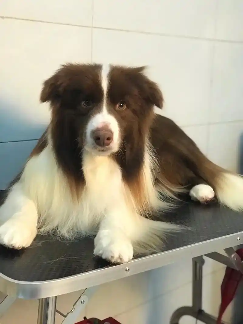 宠物店老板进修中大型犬之边牧美容作品.#宠物店日常 #边牧  - 抖音