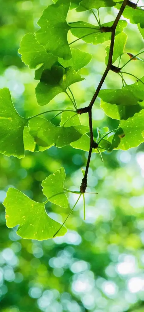 最新超清护眼手机壁纸(100张绿色护眼手机壁纸)(85)