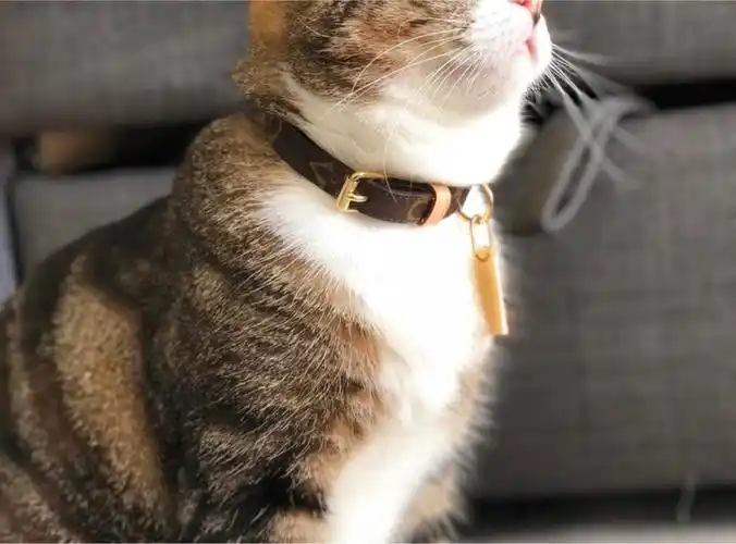 lv猫项圈
