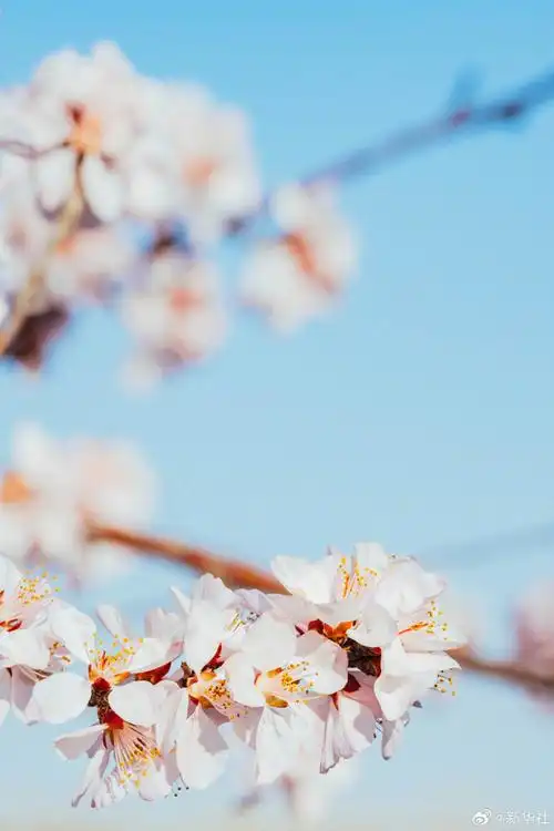 妈妈的花花手机壁纸上新了##随手一拍就很出片的春天