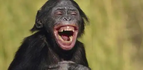 不知道发生了什么 这些动物笑得无法自持 但是我心里悲伤