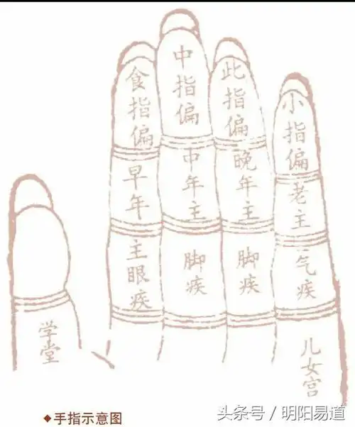 所以,指上有痣的人,只需清楚痣的位置,就能对自己的人生有个大体的