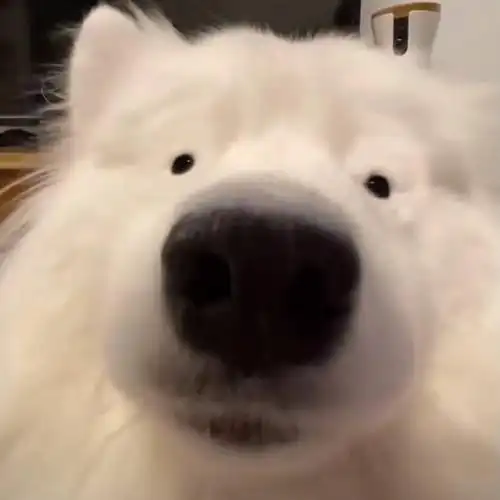 狗狗沙雕搞笑情头哈哈哈