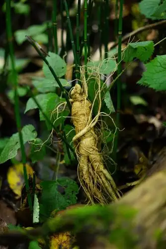 被抢断货的鲜参又到货了价格比同等品牌便宜近15少喝一杯咖啡就可以