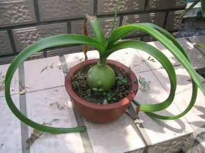 看看这个植物名称叫什么?哪里可以买得到?