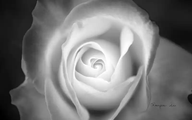 微软官方主题黑白花卉,高清图片,电脑桌面-壁纸族