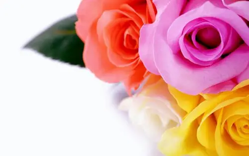 玫瑰鲜花壁纸1600x900分辨率下载,玫瑰鲜花壁纸,高清图片,壁纸,创意