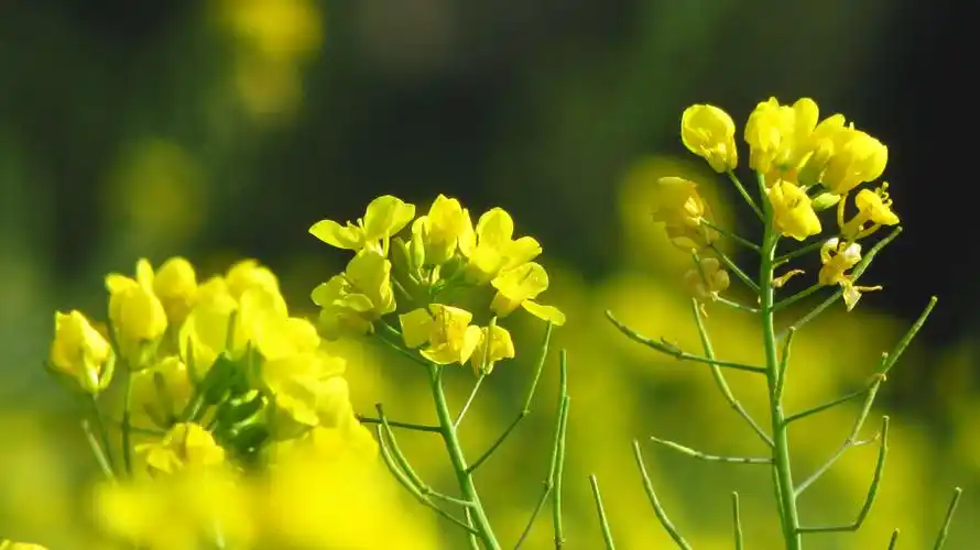 阳春三月菜花黄 - 美篇