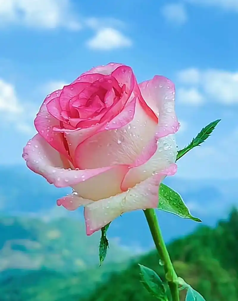 蓝天下的花朵图片