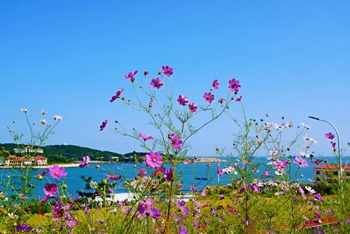 威海的确是山美,海美,花更美,行走在这如诗如画风景里,你会情