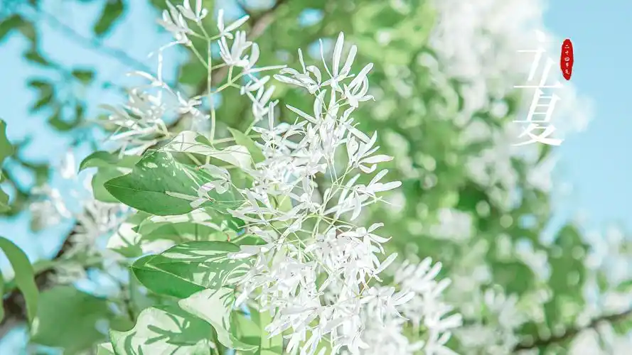 2021小清新立夏节气