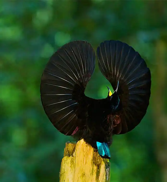 天堂鸟.tim laman是一名美国鸟类学家和摄…-堆糖,美好生活研究所