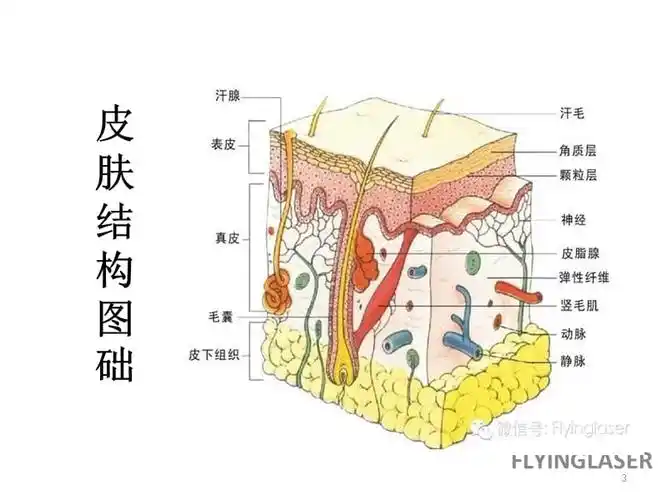 皮肤理论基础知识
