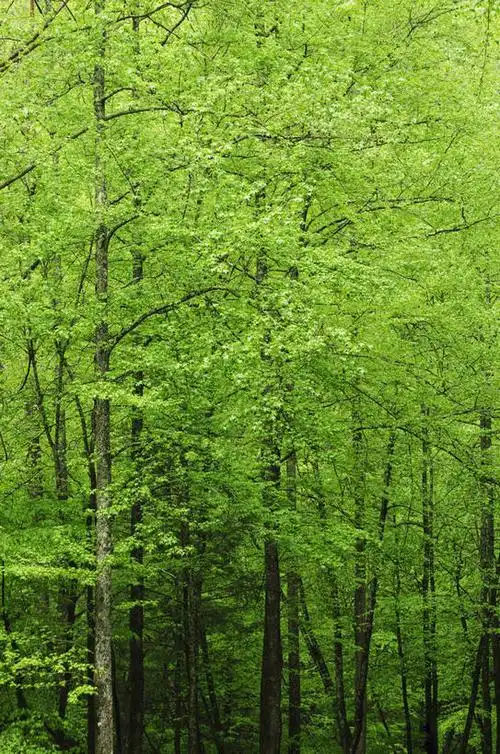 会员登录可下载 1024 无水印图片