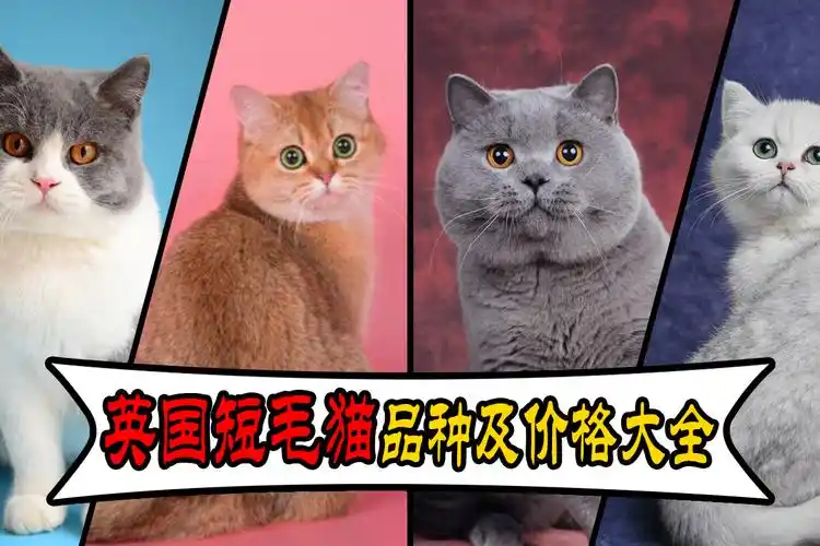 英国短毛猫品种及价格大全