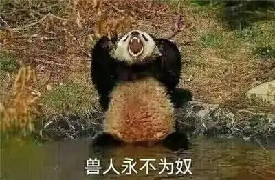 大熊猫表情包套图兽人永不为奴