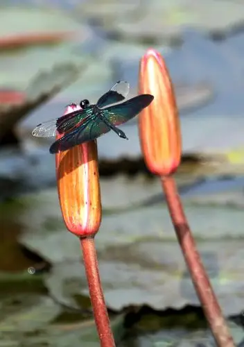 蜻蜓戏莲