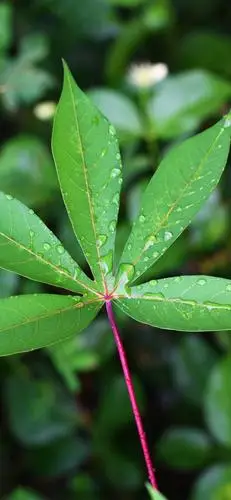 保护视力的本子,文具,书页,以及绿色系的电脑壁纸,绿色的手机屏保等等