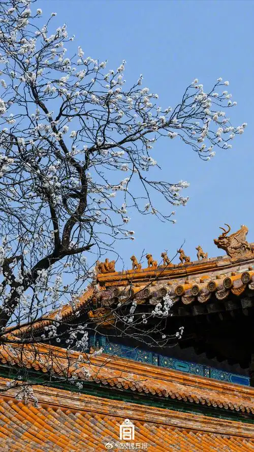 【唯美!#故宫发布杏花壁纸#】借暖风春水,照枝头新妆.