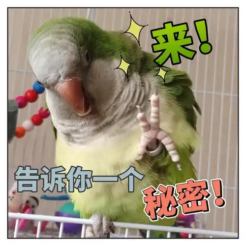 揪是这只鸟——沙雕鹦鹉表情包3