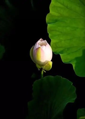 佛地金莲花 - 美篇