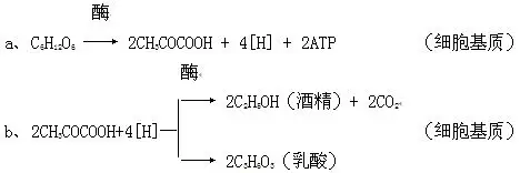 无氧呼吸的两种方式为什么不能同时存在于一种生物体中