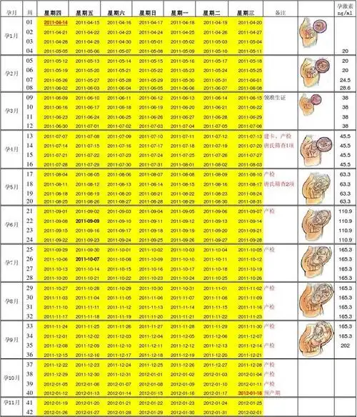 胎儿发育每周情况表-新版
