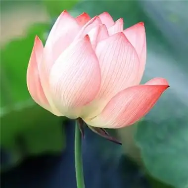 能带来好运的快手头像(精选16张)