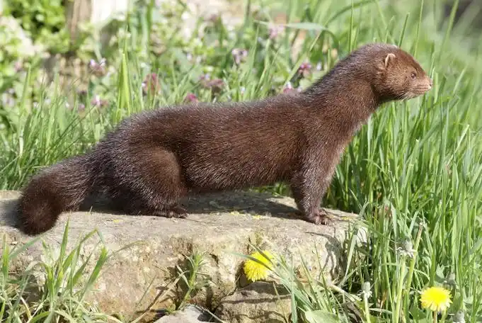 世界已经灭绝的十大可爱动物这些物种你认识几个