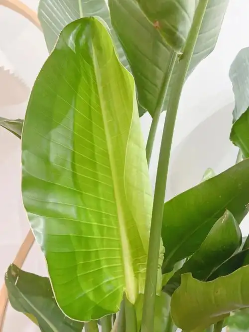 天堂鸟新叶大自然调出的渐变绿