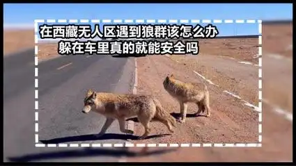 自驾游到西藏无人区后,如果遇到狼群该咋办?躲在车上真的安全吗