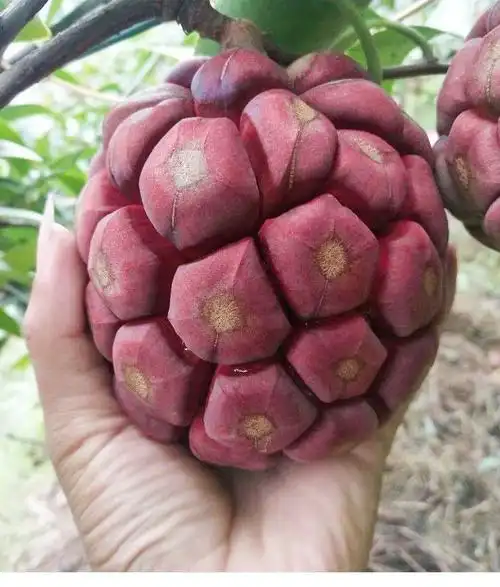 黑老虎水果新鲜血藤果1/2/3/5斤布福娜饭团稀奇古怪恶魔果 今年现货 1