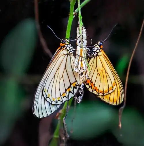 苎麻珍蝶   摄于皖南