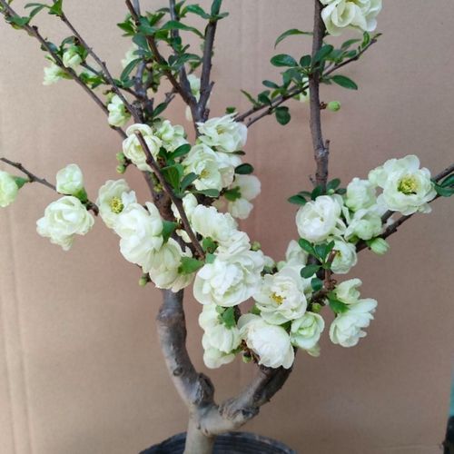 绿宝石海棠盆栽带花苞银长寿阳台,客厅,室外花卉