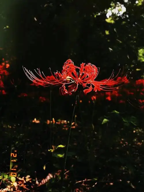 彼岸花开开彼岸奈何桥前可奈何