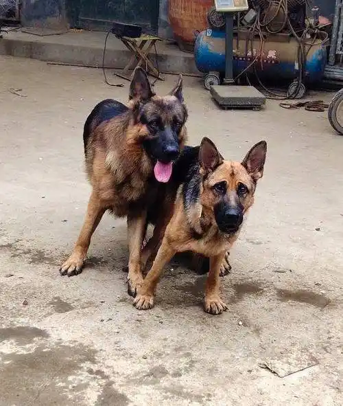 接下来就是等待小狗们的降临了,网友还挺激动的,虽然说狗狗怀孕两个月