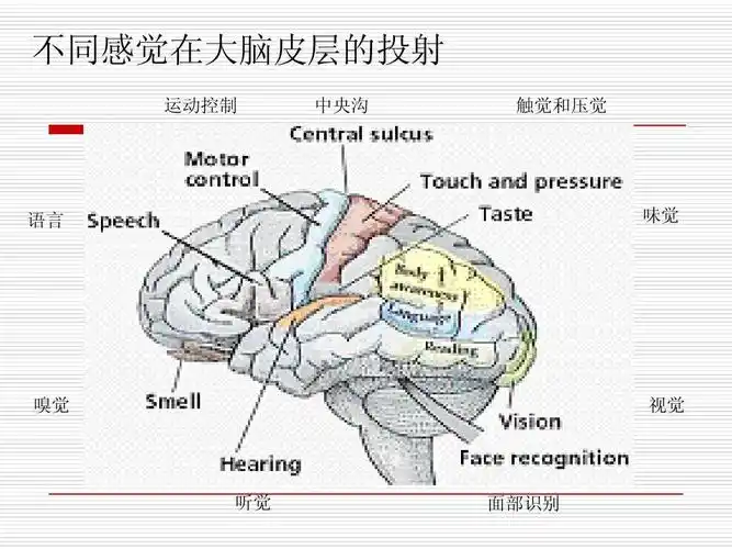 不同感觉在大脑皮层的投射 运动控制 中央沟 触觉和压觉 语言 味觉