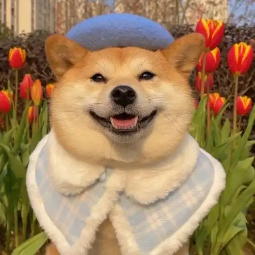 可可爱爱的狗狗头像