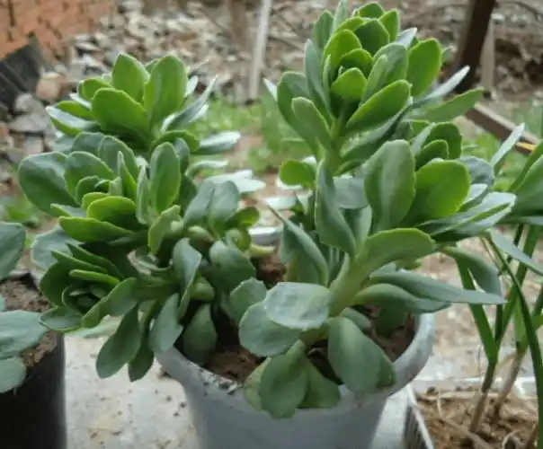 八宝景天的养殖方法