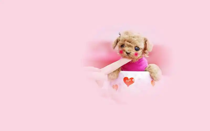 可爱茶杯犬桌面背景图片高清大图预览1680x1050_可爱壁纸下载_墨鱼