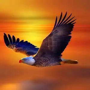 老鹰日常记录头像