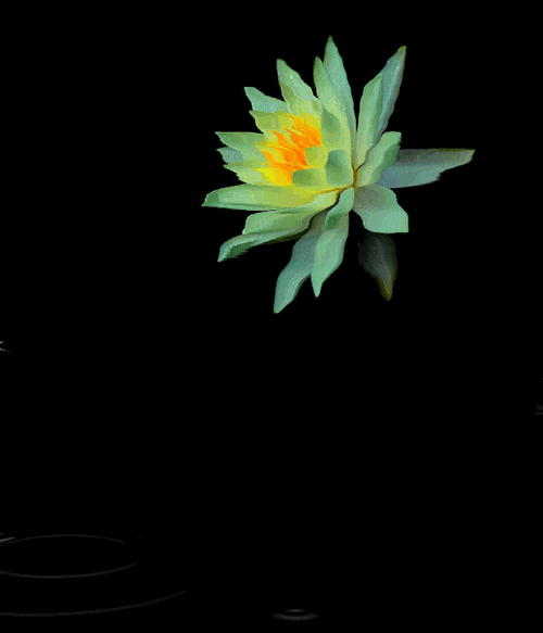 黑色背景梦幻荷花水波gif动态素材[春山制图] - 春山 - ★春山博客